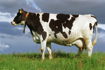 Mecklenburg  eine Kuh auf der Weide