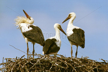 Mecklenburg  Storchenjunge in ihrem Nest