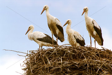 Mecklenburg  Stoerche in ihrem Nest