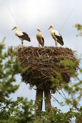 Mecklenburg  Storchenjunge in ihrem Nest