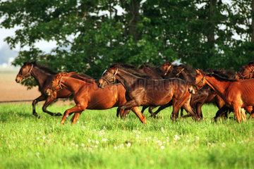 Graditz  Pferde im Galopp auf der Weide