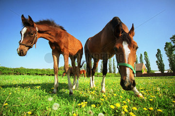 Graditz  Pferde auf der Weide