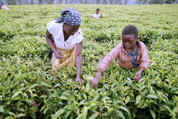 Teepfluecker im zimbabwischen Hochland.