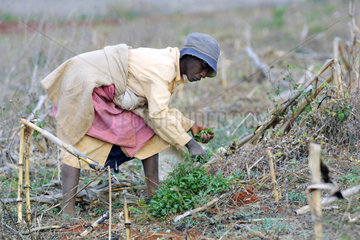 Frau pflueckt essbare Pflanzen im verdorrten Maisfeld.