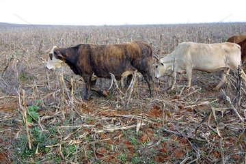 Kuehe weiden auf einem verdorrten Maisfeld.