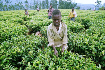 Jugendlicher Teepfluecker im zimbabwischen Hochland.