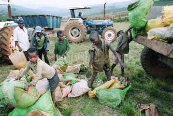 Kinder arbeiten auf einer Kaffeeplantage.