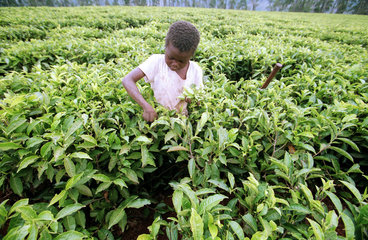 Kind beim Tee pfluecken im zimbabwischen Hochland.