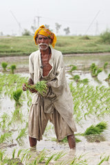 Larkana  Pakistan  Reisbauer beim Pflanzen von Reis