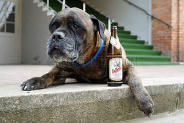 Hoppegarten  ein Hund liegt neben einer Bierflasche