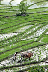 Reisanbau in Indien