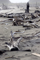 Treibholz auf dem  vom Tsunami verwuesteten Strand bei Lhoknga.