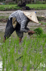 Reisanbau bei dem Dorf Lamno  Sumatra