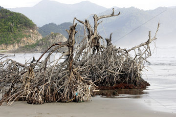 Zerstoerte Mangroven auf dem  vom Tsunami verwuesteten Strand bei Lhoknga.