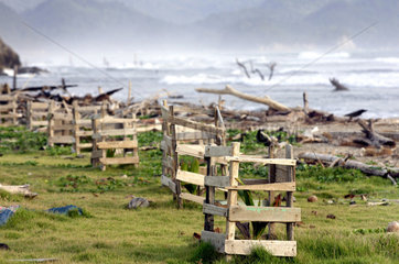 Wiederbepflanzung von Palmen auf dem  vom Tsunami verwuesteten Strand bei Lhoknga.