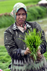Reisanbau bei dem Dorf Lamno  Sumatra