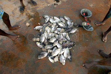 Fischverkauf am Hafen von Uppuveli  Sri Lanka