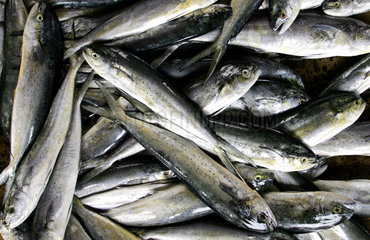 Fischmarkt Trincomalee