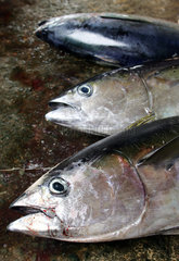 Thunfisch auf dem Fischmarkt Trincomalee