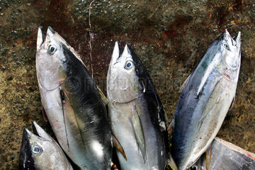 Thunfisch auf dem Fischmarkt Trincomalee