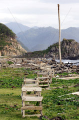 Wiederbepflanzung von Palmen auf dem  vom Tsunami verwuesteten Strand bei Lhoknga.