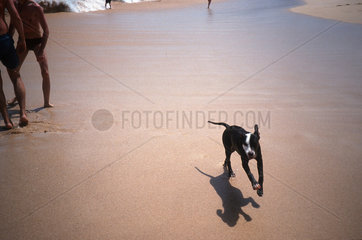Hund laeuft am Strand