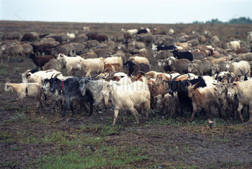 Herdentrieb von Ziegen und Schafen in der Region Dobrudscha  Rumaenien