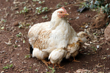 Kenia  Kueken suchen instinktiv Schutz bei einer Henne
