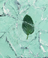 Ein im Eis eingefrorenes Blatt