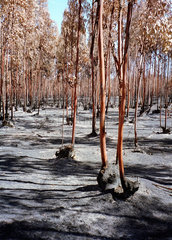 Portugal  in einem Wald nach einem Waldbrand
