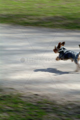 Ein Hund rennt
