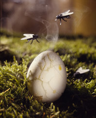 Ueber einem alten  faulen Ei schweben Fliegen