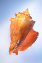 Eine Muschel