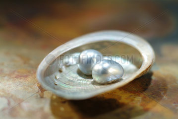 Muschel mit zwei Perlen