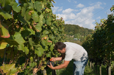 Achkarren  Weintraubenernte am Kaiserstuhl