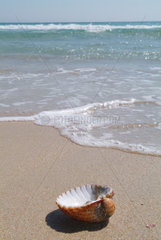 Spanien  eine Muschel am Strand von Cadiz