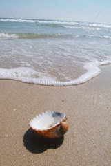 Spanien  eine Muschel am Strand von Cadiz