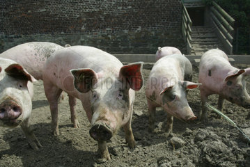 Schweine auf einem Bioland-Bauernhof in Essen