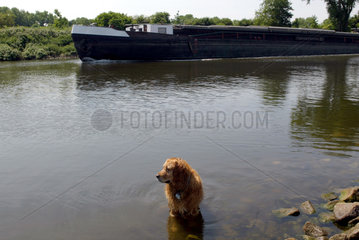 Hund und Binnenschiff im Rhein-Herne-Kanal in Oberhausen