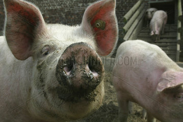 Schweine auf einem Bioland-Bauernhof in Essen