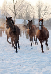 Graditz  Deutschland  Pferde galoppieren im Winter auf der Koppel durch den Schnee
