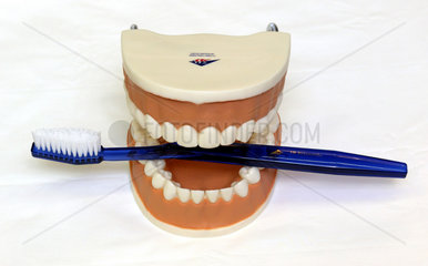 Zahnpflegemodell mit Zahnbuerste