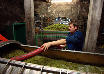 Bacharach am Rhein  polnischer Erntehelfer bei der Weinverarbeitung