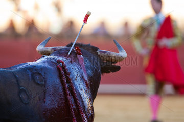 Sevilla  Spanien  verwundeter Stier in der Arena