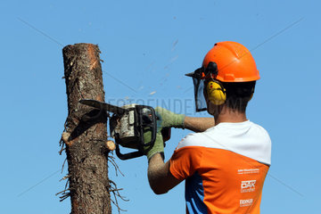 Magdeburg  Deutschland  Holzfaeller zerlegt einen Baumstamm