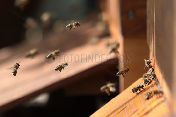 Berlin  Deutschland  Honigbienen im Anflug auf eine Bienenbeute