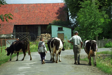 Bauer treibt seine Kuehe nach Hause  Polen