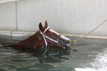Hong Kong  China  Pferd bei der Aquatherapie