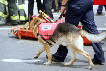 New York  USA  Suchhund New Yorker Rettungskraefte