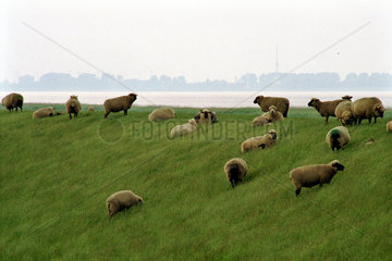 Schafe weiden auf einem Elbdeich